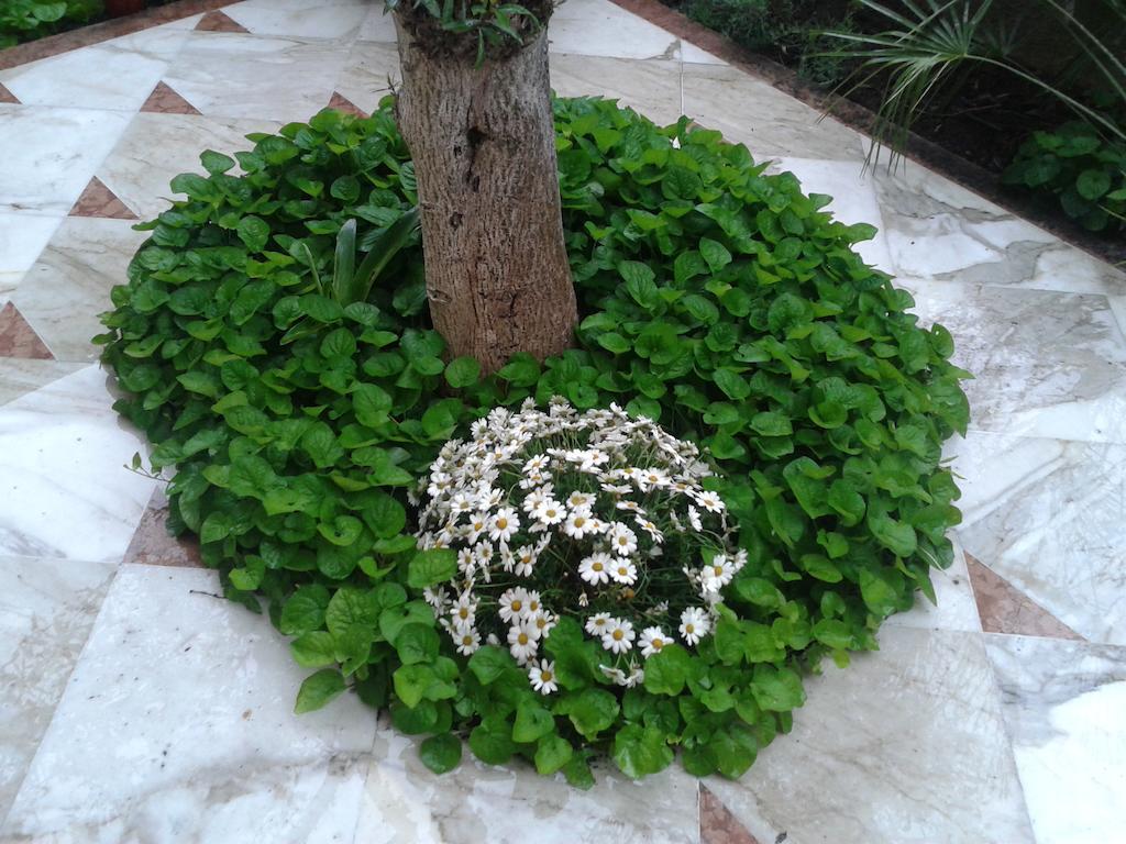 Eco B&B I Due Oleandri Marina Di Carrara Exteriör bild